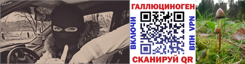Купить Болохово Галлюциногенные грибы Psilocybe